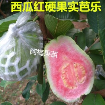 四季红心芭乐番石榴苗福建基地一手货源西瓜芭乐