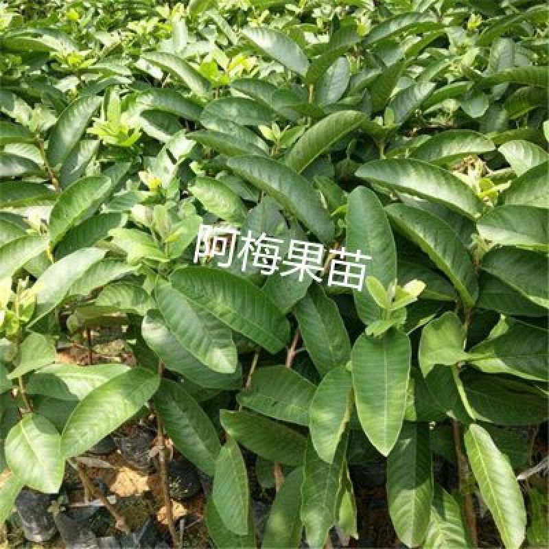 四季红心芭乐番石榴苗福建基地一手货源西瓜芭乐