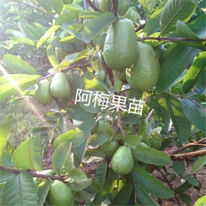 四季红心芭乐番石榴苗福建基地一手货源西瓜芭乐