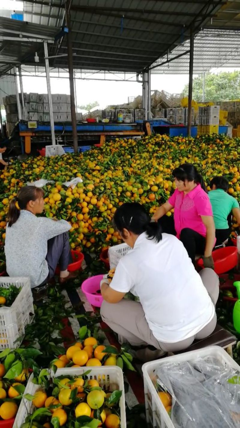 江永夏橙批发零售