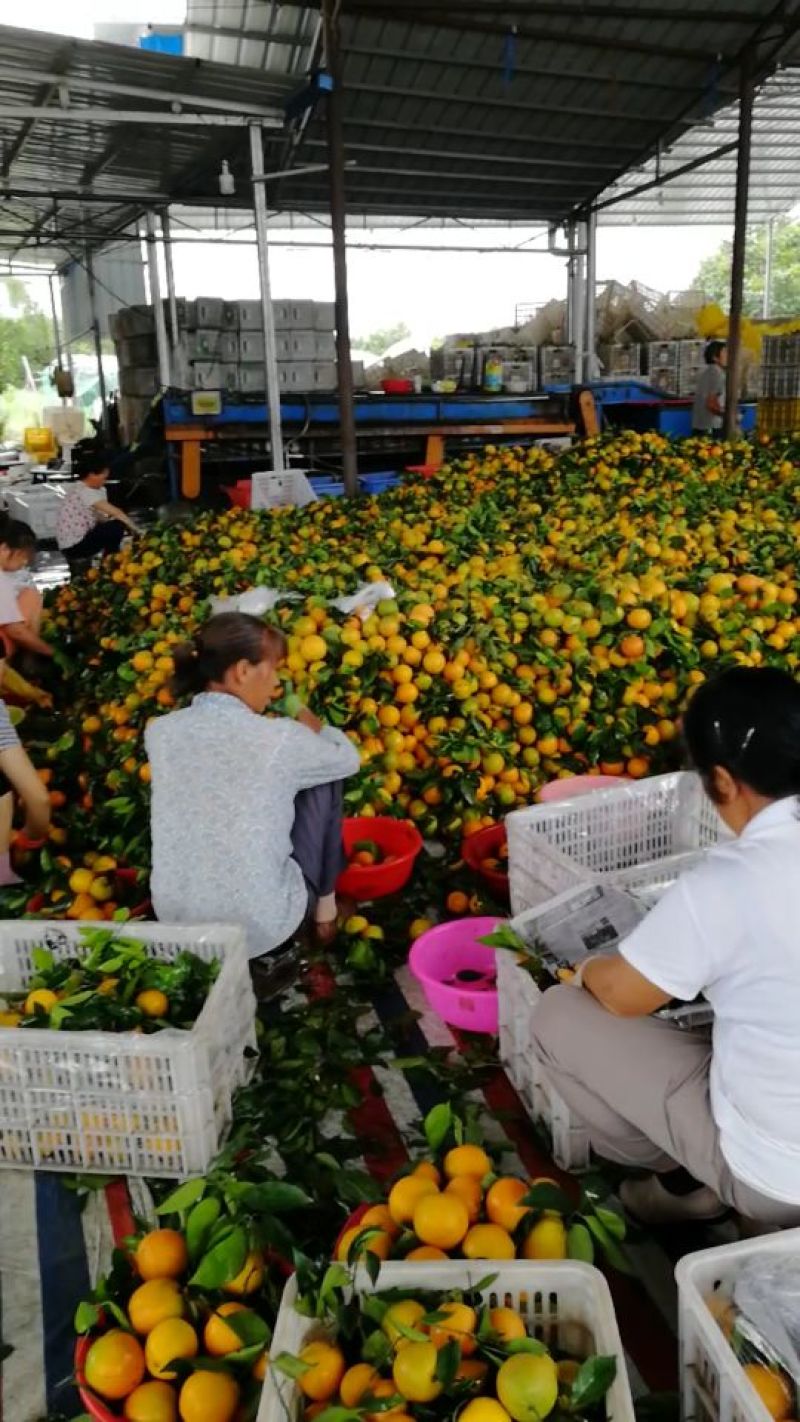江永夏橙批发零售