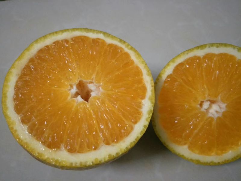 江永夏橙批发零售