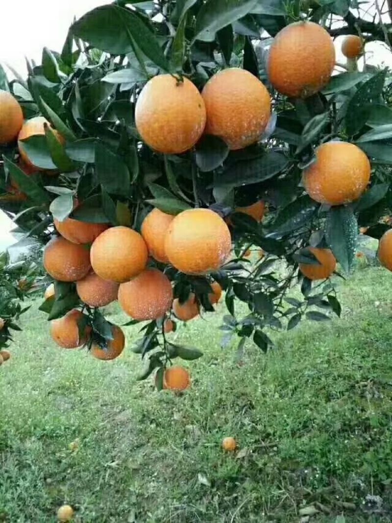 江永夏橙批发零售