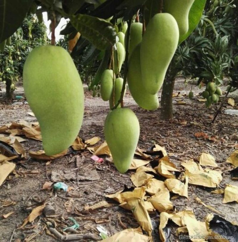广西大青芒金煌芒大芒果新鲜水果应季果蔬批发零售市场超市贸