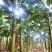 牛蕉牛角蕉大芭蕉土芭蕉酸奶蕉香蕉应季水果整箱