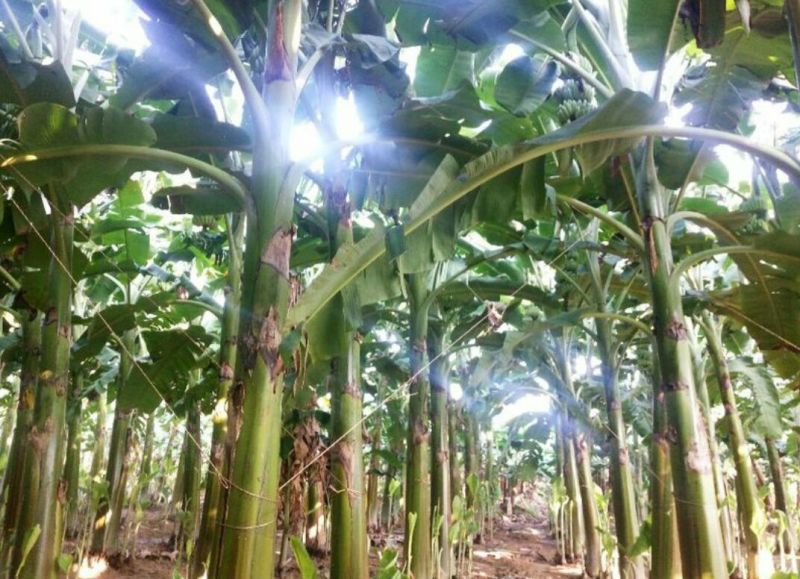 牛蕉牛角蕉大芭蕉土芭蕉酸奶蕉香蕉应季水果整箱