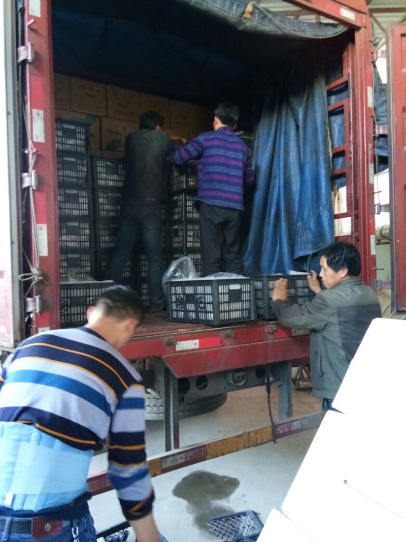 河北梨精品皇冠梨雪花梨水晶鸭梨