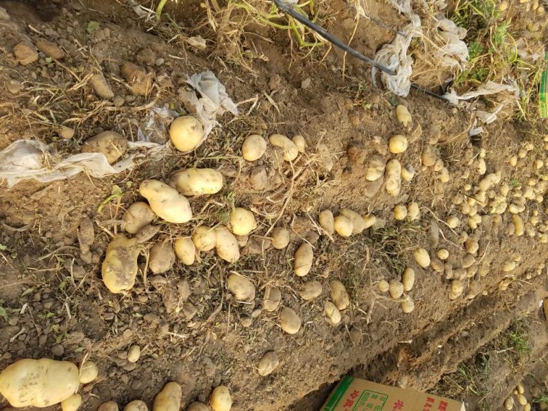 新乐市土豆6月1号大量上市欢迎新老客户前来选购随到随装车