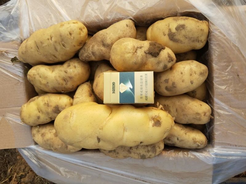 新乐市土豆6月1号大量上市欢迎新老客户前来选购随到随装车