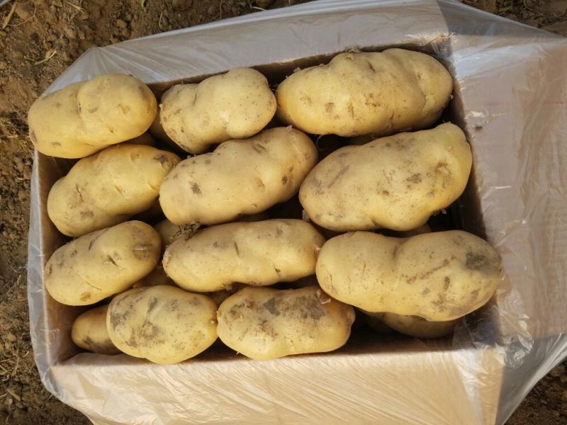 新乐市土豆6月1号大量上市欢迎新老客户前来选购随到随装车