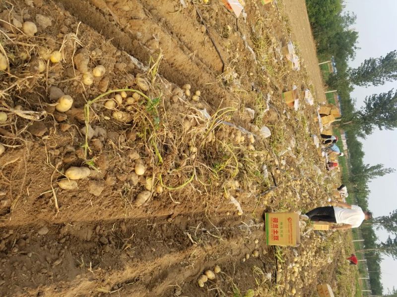 新乐市土豆6月1号大量上市欢迎新老客户前来选购随到随装车