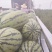 大红瓤，口感好，忻州西瓜