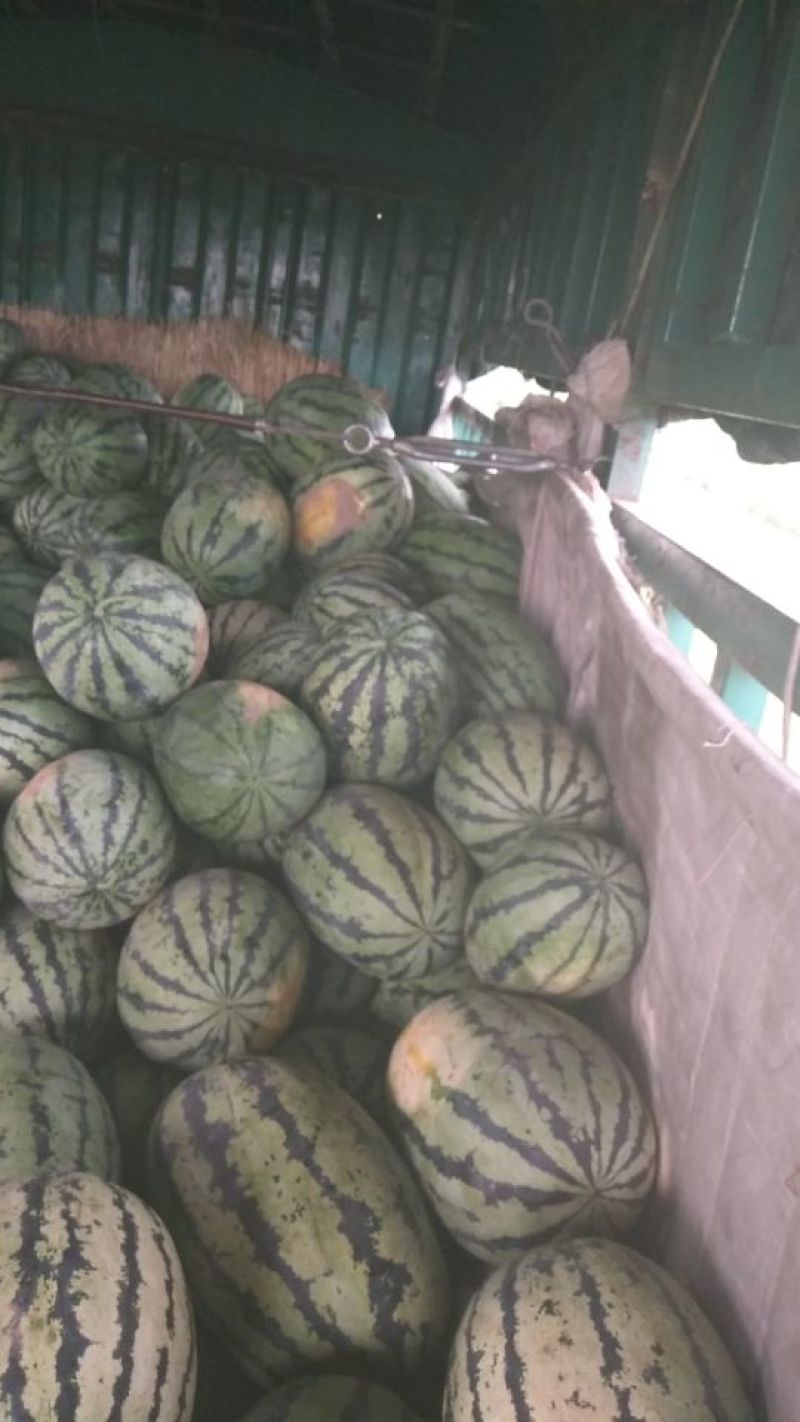 大红瓤，口感好，忻州西瓜