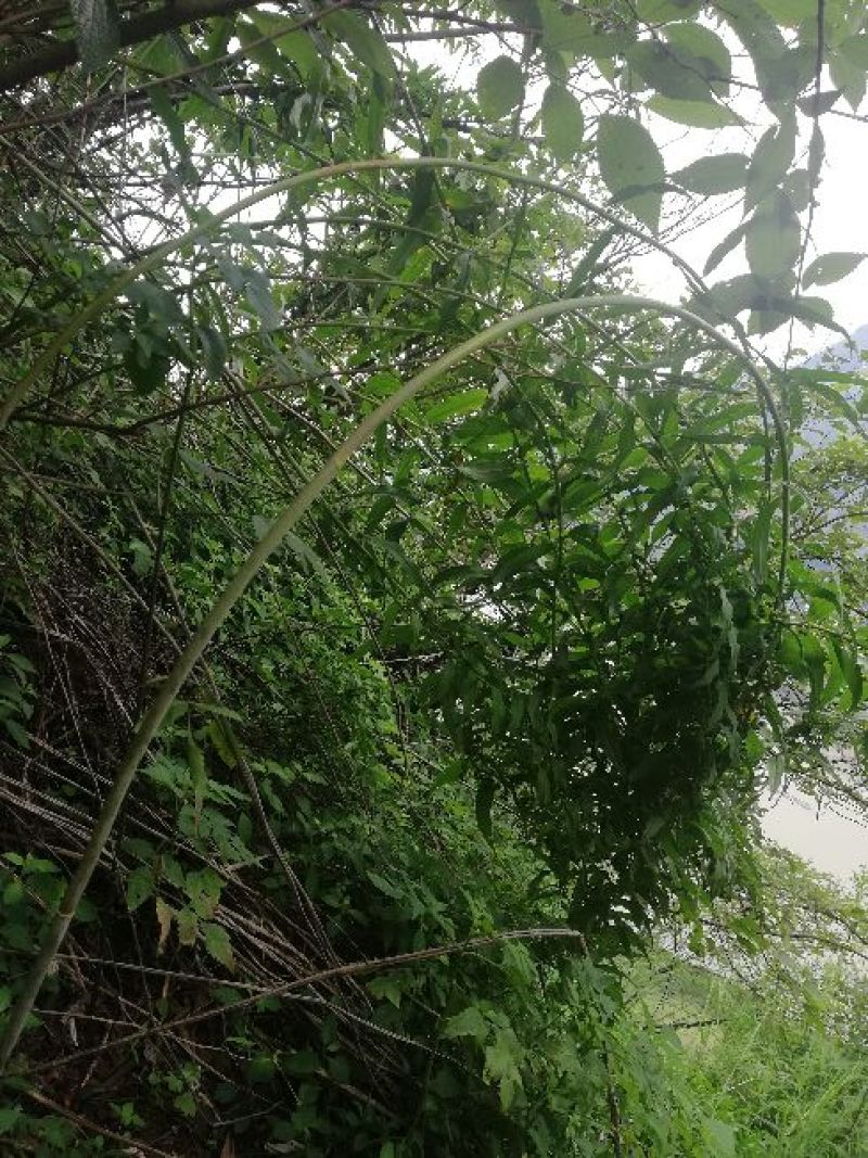 云南昭通大个滇黄精