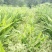 阳荷全国首家出口阳荷