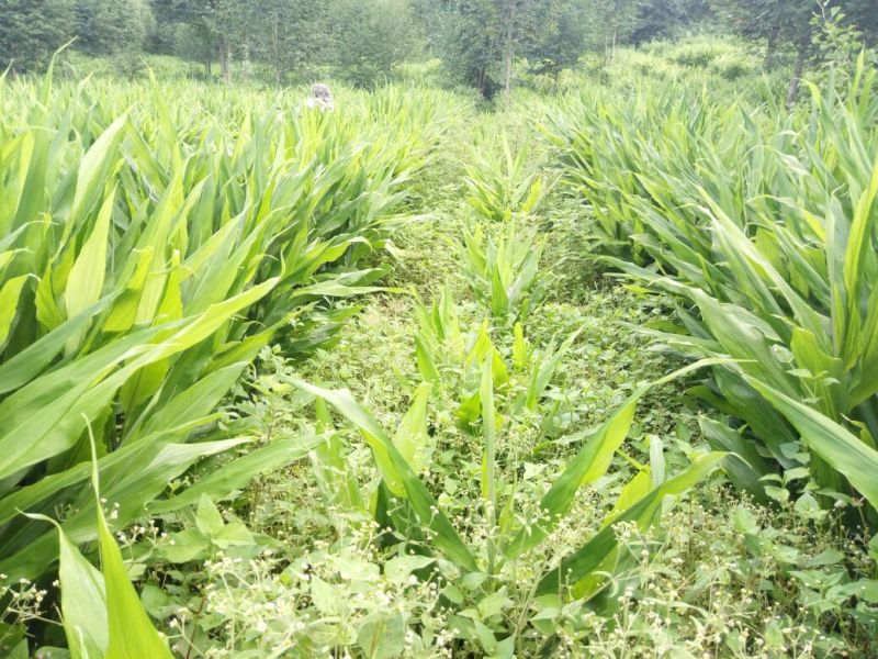 阳荷全国首家出口阳荷