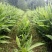 阳荷全国首家出口阳荷
