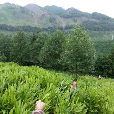 阳荷全国首家出口阳荷
