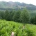 阳荷全国首家出口阳荷