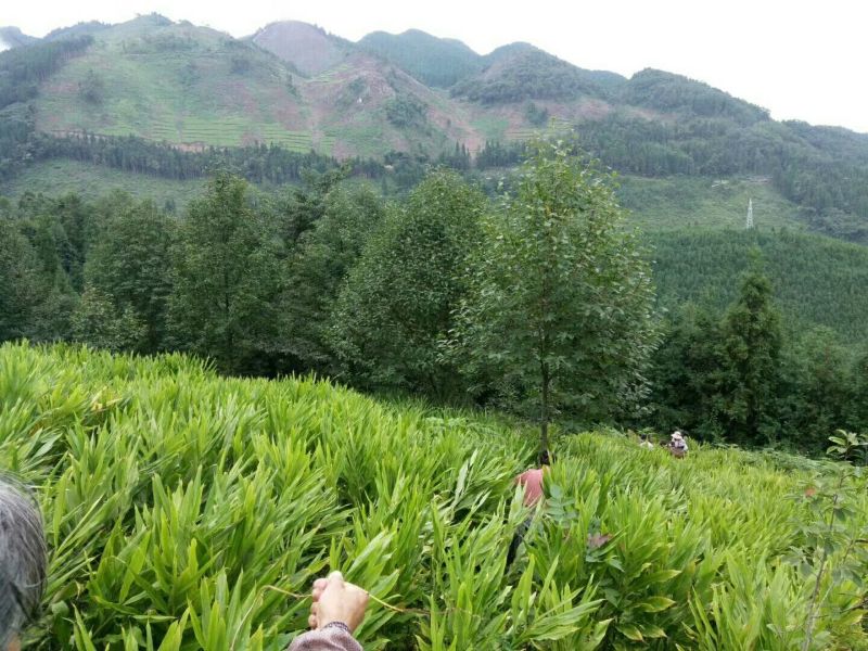 阳荷全国首家出口阳荷