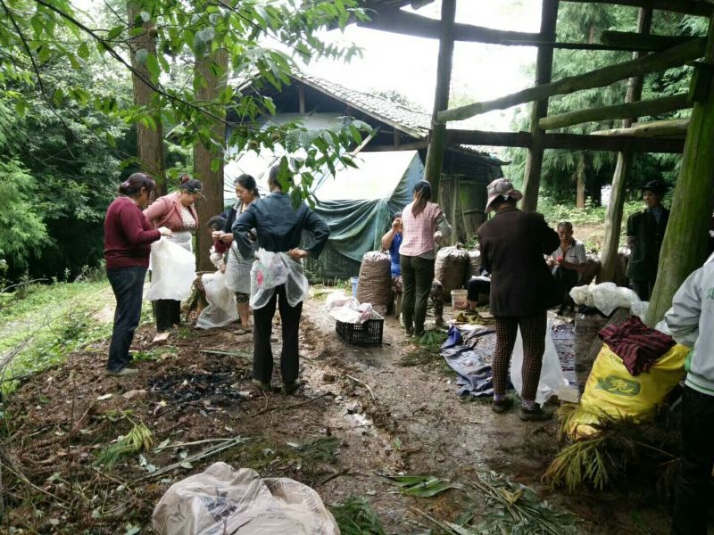 阳荷全国首家出口阳荷
