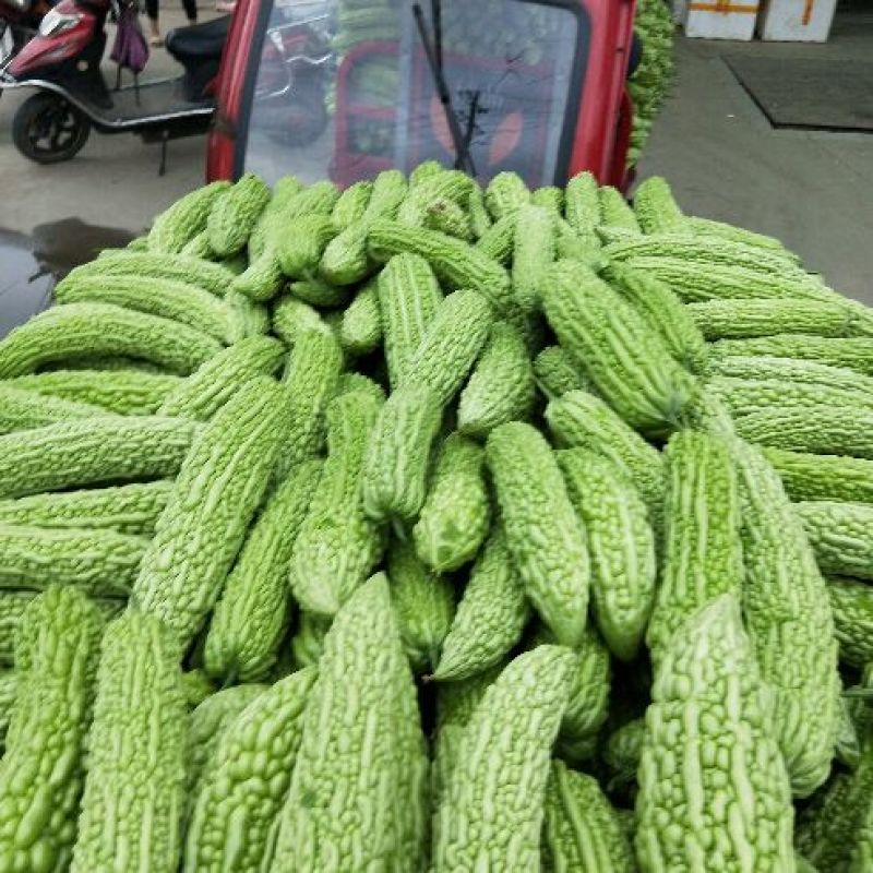 重庆潼南区白苦瓜，正上市中潼南基地自产自售