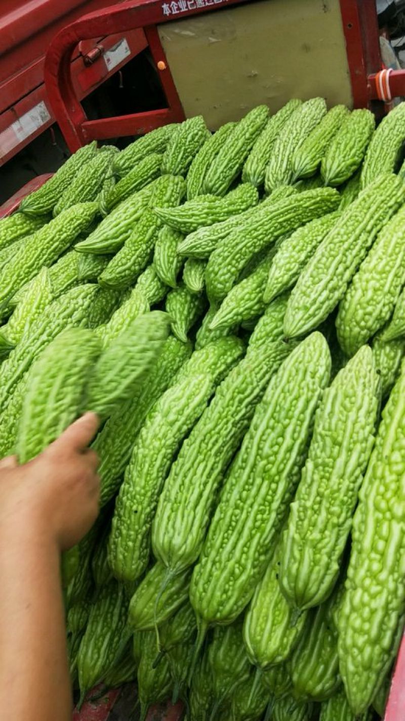 重庆潼南区白苦瓜，正上市中潼南基地自产自售