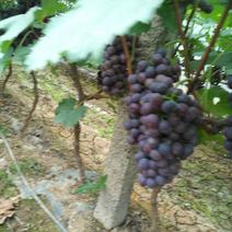 主要供应夏黑，巨峰葡萄，多种品种葡萄大量