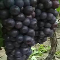 鲁山葡萄批发基地大量供应巨峰葡萄夏黑多种