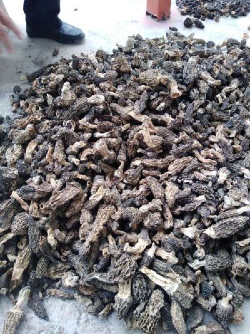 新疆伊犁野生羊肚菌