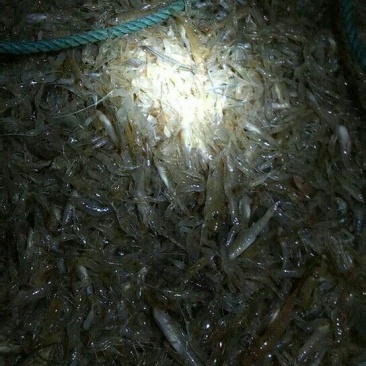 河虾山根鱼