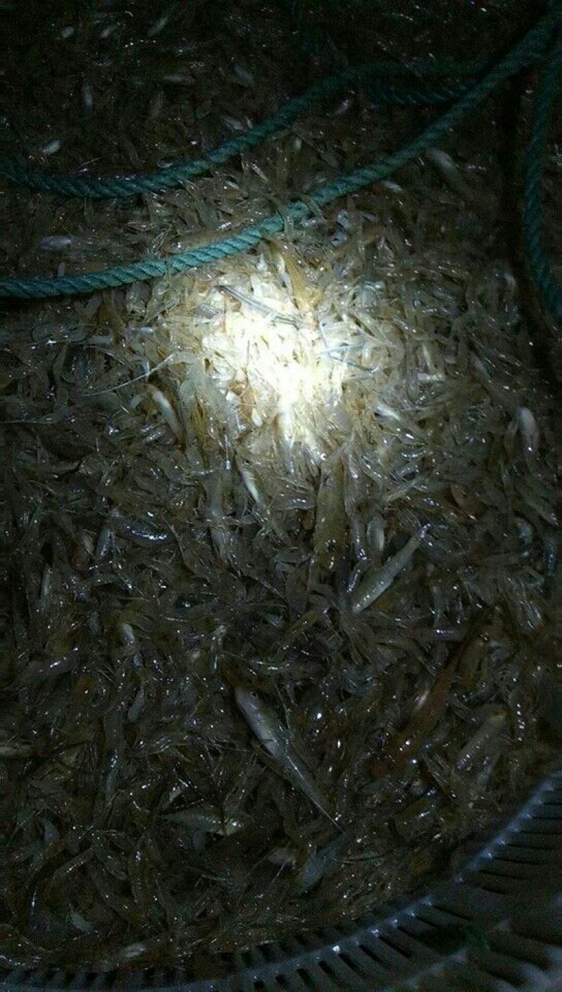 河虾山根鱼