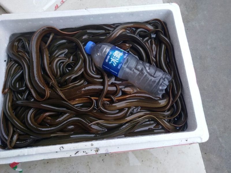 黄鳝