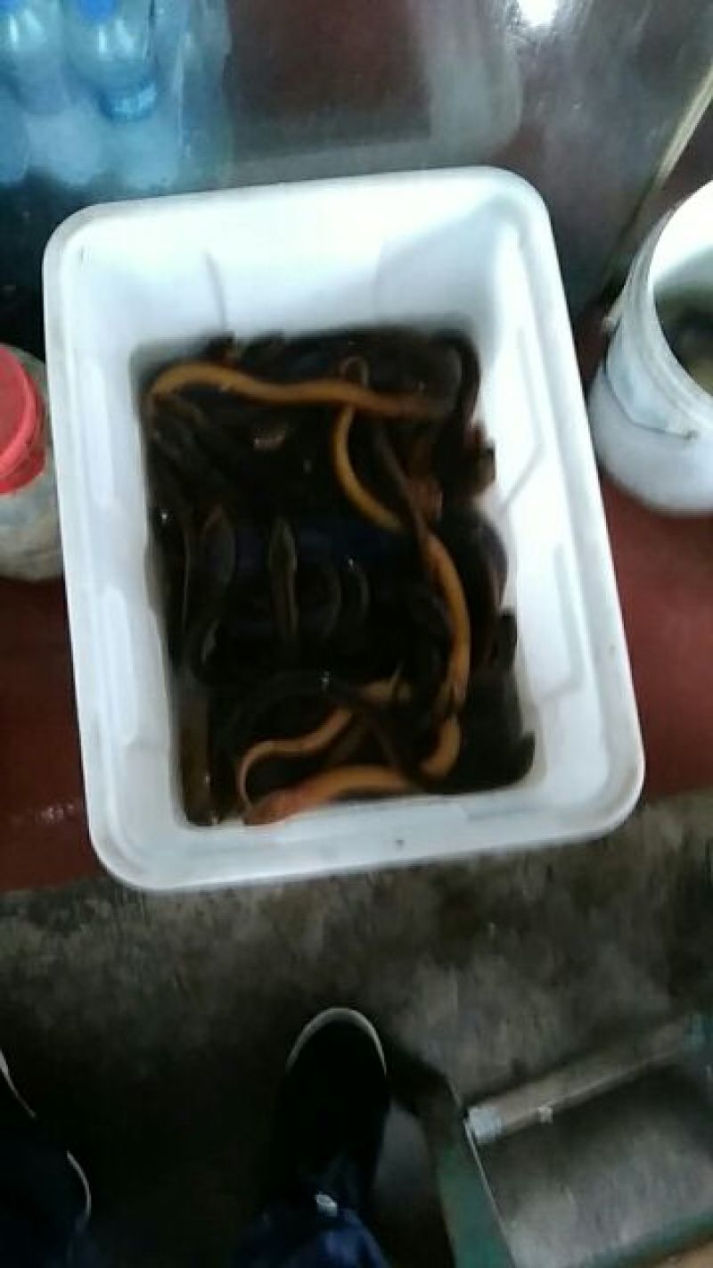 黄鳝