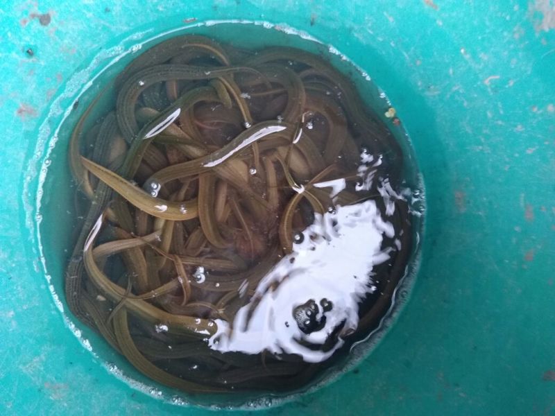 黄鳝