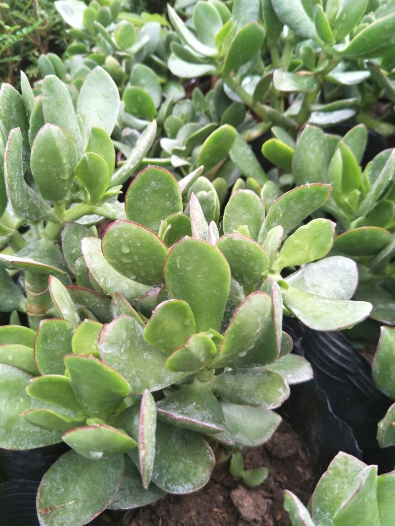 郁树