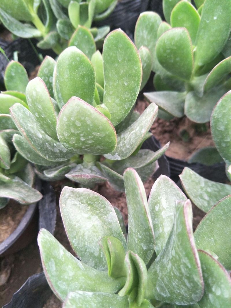 郁树