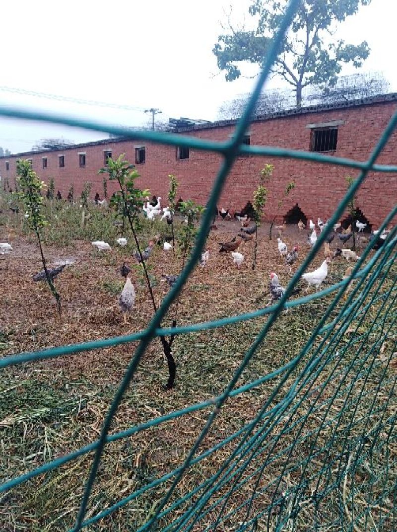 土鸡