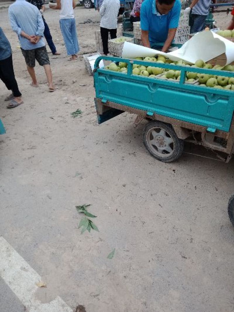 皇冠梨圆黄大量上市有想法的请联系。