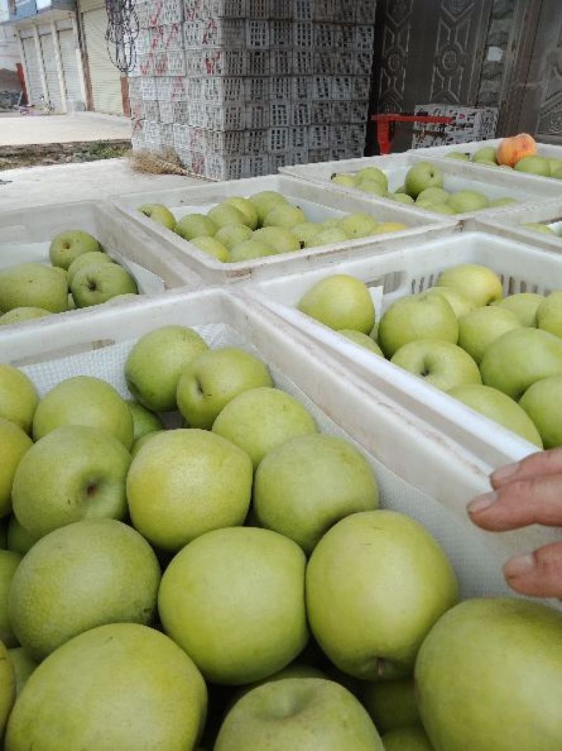 皇冠梨圆黄大量上市有想法的请联系。