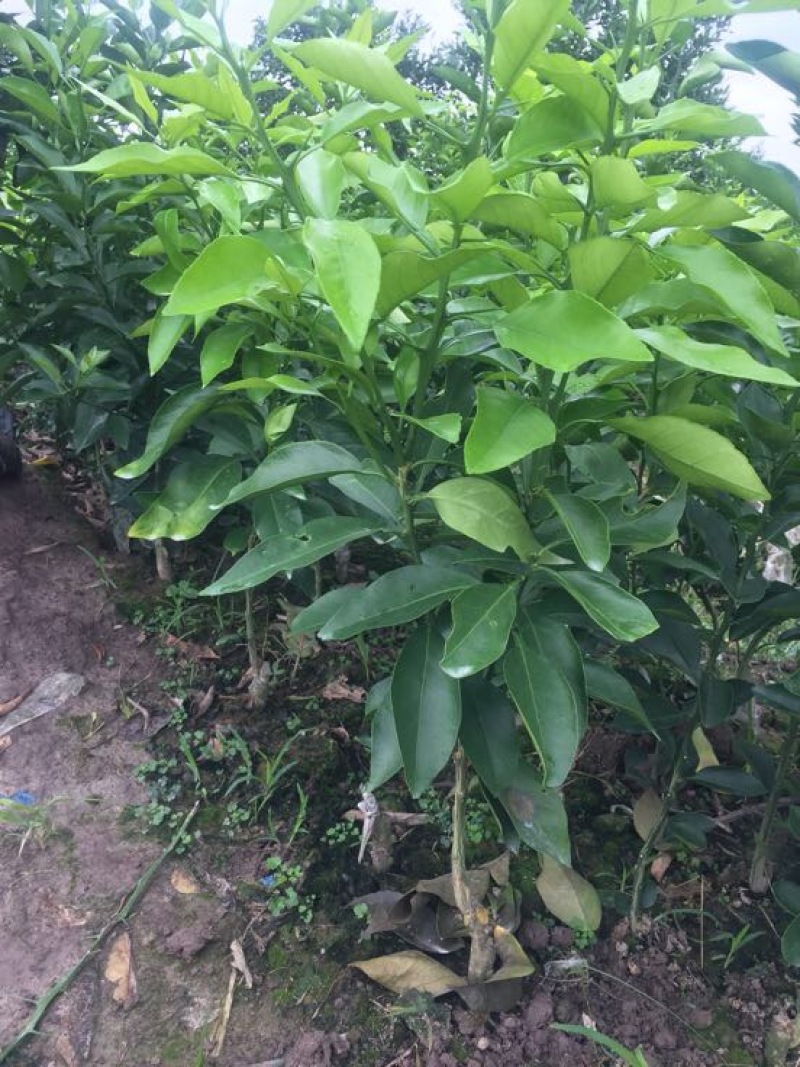 爱媛38号苗30~50cm