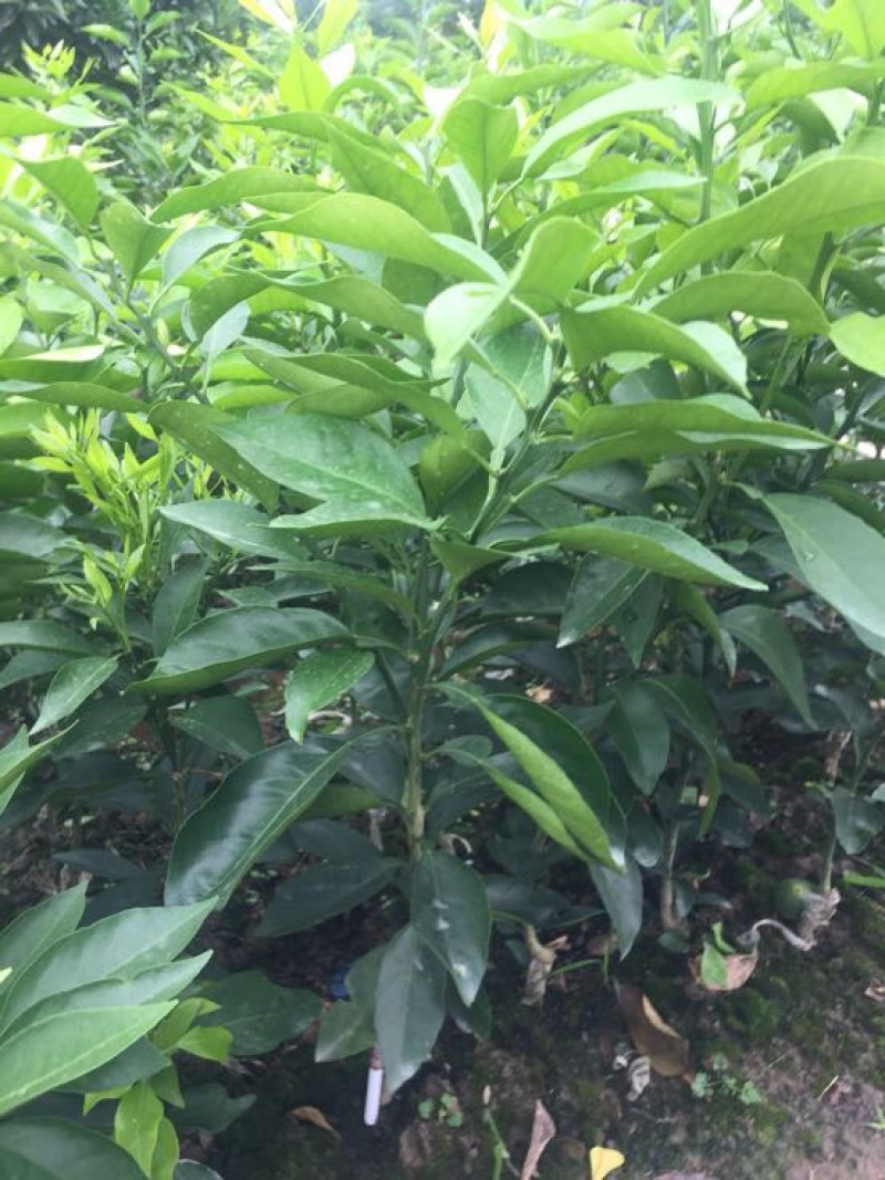 爱媛38号苗30~50cm