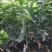 爱媛38号苗30~50cm