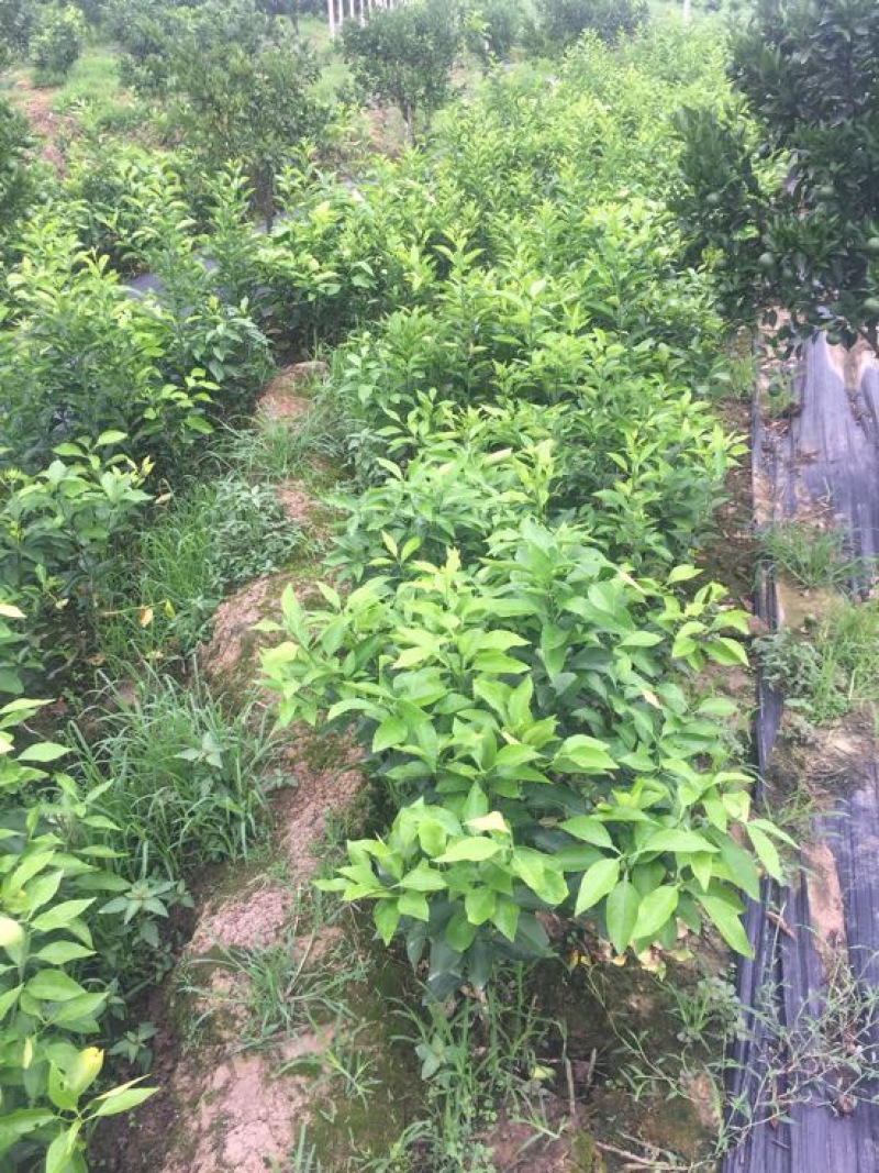 爱媛38号苗30~50cm