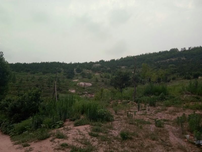 山东烟台海阳，有荒山土地承包转让