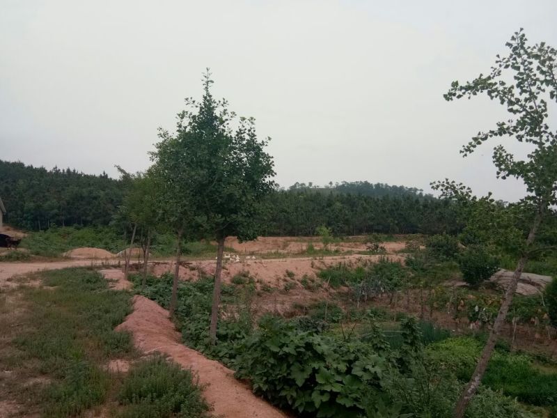 山东烟台海阳，有荒山土地承包转让