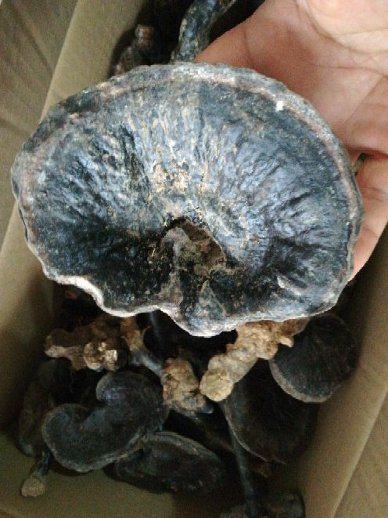野生灵芝