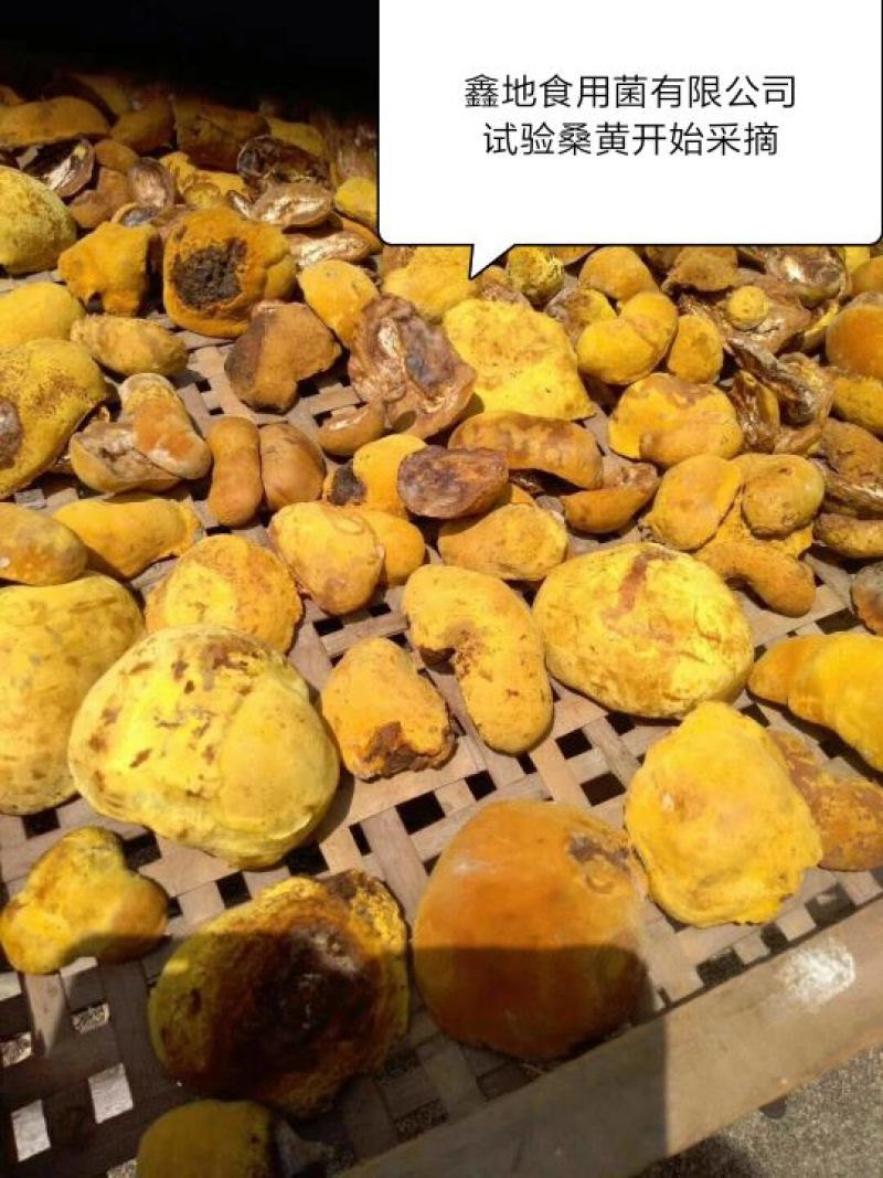 大量收购桑黄产品有货的朋友可以直接联系。