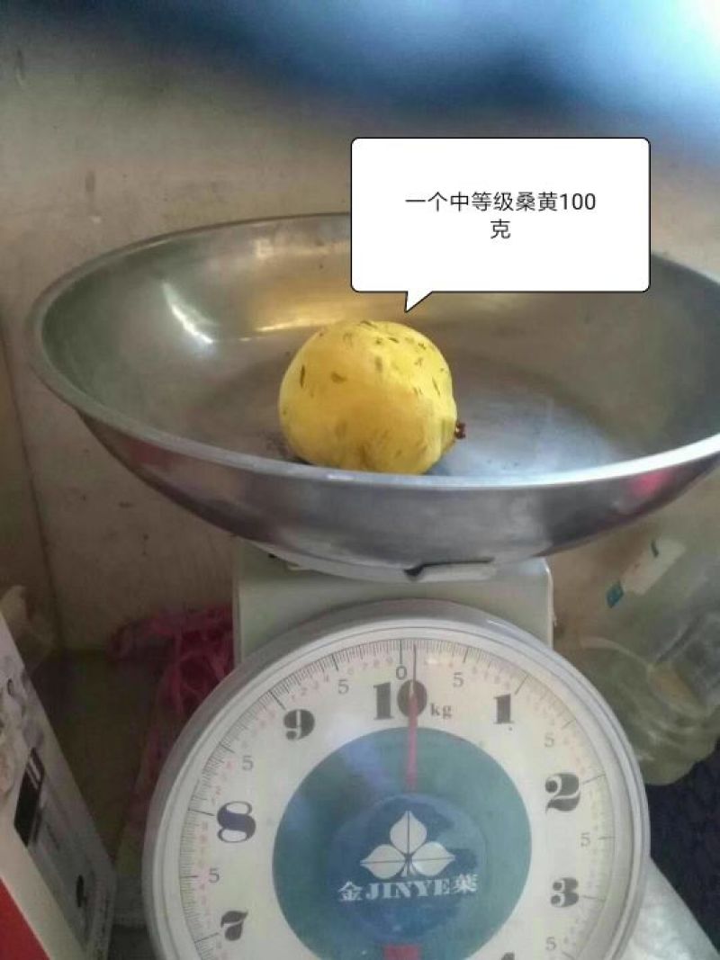 大量收购桑黄产品有货的朋友可以直接联系。