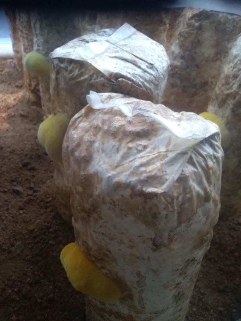 大量收购桑黄产品有货的朋友可以直接联系。